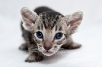 Picture of Peterbald kitten looking at camera, will loose her fur over time