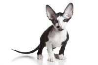 Picture of Peterbald kitten looking at camera, 9 weeks