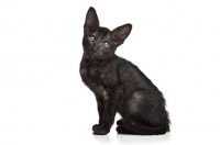 Picture of Peterbald kitten looking at camera, 10 weeks