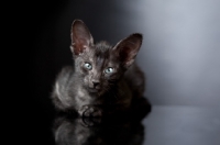 Picture of peterbald kitten looking at camera, 7 weeks old