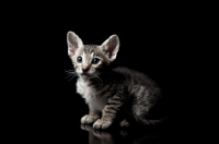 Picture of peterbald kitten looking cute