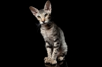 Picture of peterbald kitten looking mysterious