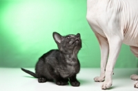 Picture of Peterbald kitten looking up at an adult Sphynx