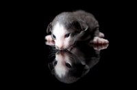 Picture of Peterbald kitten lying down, looking at own reflection, 2 weeks