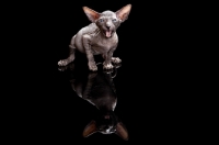 Picture of Peterbald kitten meowing