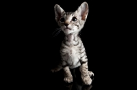Picture of peterbald kitten on black background