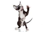 Picture of Peterbald kitten playing, 9 weeks