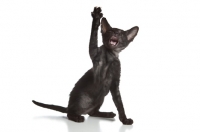 Picture of Peterbald kitten playing, one leg up, 9 weeks