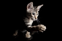 Picture of peterbald kitten shaking paw