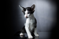 Picture of Peterbald kitten sitting and looking towards camera
