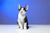 Picture of Peterbald kitten sitting down and resting