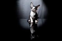 Picture of Peterbald kitten sitting down, 7 weeks