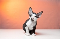 Picture of Peterbald kitten sitting down instudio