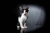 Picture of Peterbald kitten sitting, looking at camera, 7 weeks old