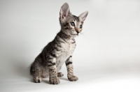 Picture of peterbald kitten sitting, will loose fur over time