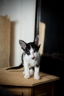 Picture of Peterbald Kitten standing on table