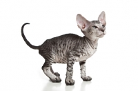 Picture of Peterbald kitten standing on white background, 2 months old