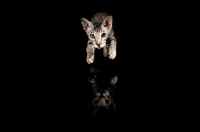 Picture of peterbald kitten taking a leap