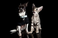 Picture of Peterbald kitten together with a Chihuahua