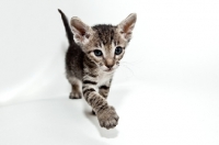 Picture of peterbald kitten walking toward camera