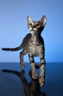 Picture of peterbald kitten walking towards camera, looking up
