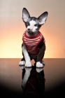 Picture of Peterbald kitten wearing a top