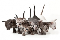 Picture of Peterbald kittens 26 days old