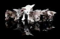 Picture of Peterbald kittens 33 days old