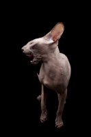 Picture of Peterbald looking away with mouth open