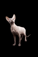 Picture of Peterbald on black background