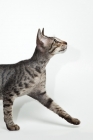Picture of peterblad cat strutting out