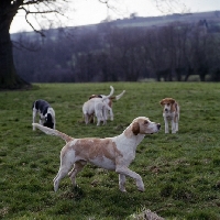 Picture of peterboro' ch heythrop cardinal '64 (reversed photo)  foxhounds in a field