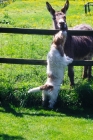 Picture of petit basset griffon vendeen chatting to a donkey