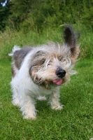 Picture of Petit Basset Griffon Vendeen, shaking