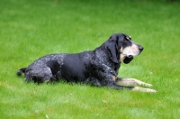 Picture of petit bleu de gascogne on grass