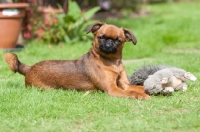 Picture of Petit Griffon Brabancon lying in garden