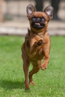 Picture of Petit Griffon Brabancon, running