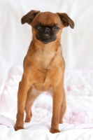 Picture of Petit Griffon Brabancon standing on bed