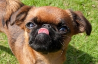 Picture of Petit Griffon Brabancon, tongue out
