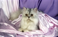 Picture of pewter persian cat in satin