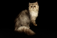 Picture of pewter persian cat on black background