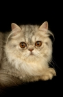 Picture of pewter persian cat, portrait