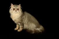 Picture of pewter persian cat, sitting down