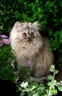 Picture of pewter Persian cat