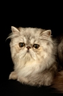 Picture of pewter persian cat