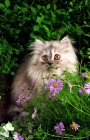 Picture of pewter Persian kitten amongst greenery