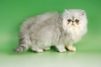 Picture of pewter persian kitten on green background