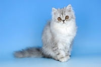 Picture of pewter persian kitten