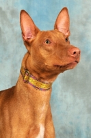 Picture of Pharaoh Hound, head study