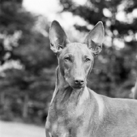 Picture of pharaoh hound, head study